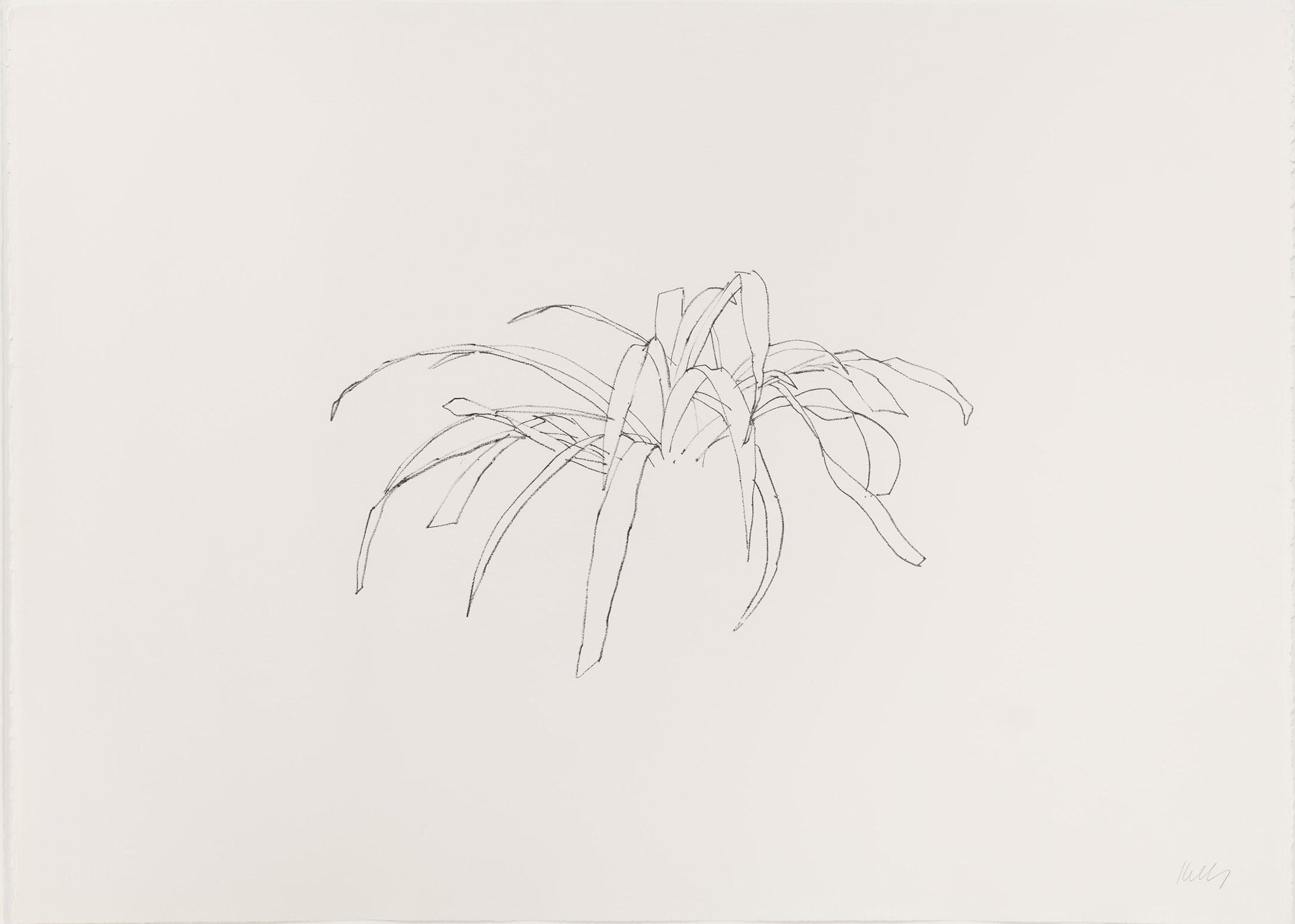 Ellsworth Kelly Leaves print